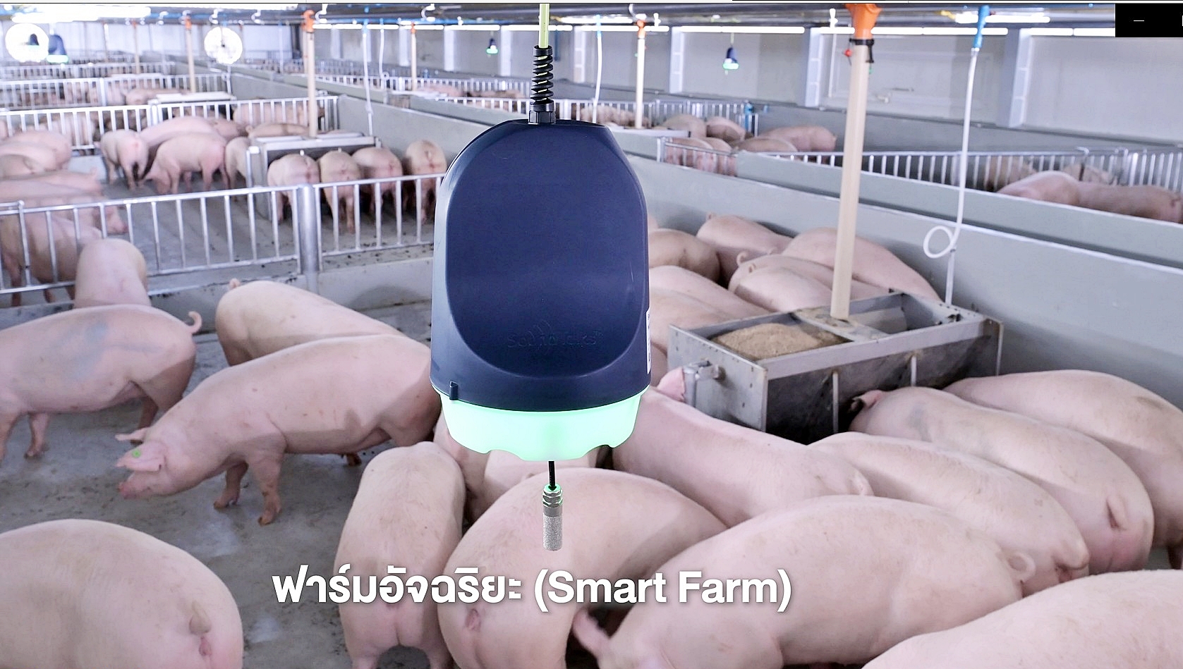 ซีพีเอฟ เดินหน้า Greenfarm - Smart Farm ยกระดับการเลี้ยงหมูปลอดภัยเป็นมิตรกับสิ่งแวดล้อม