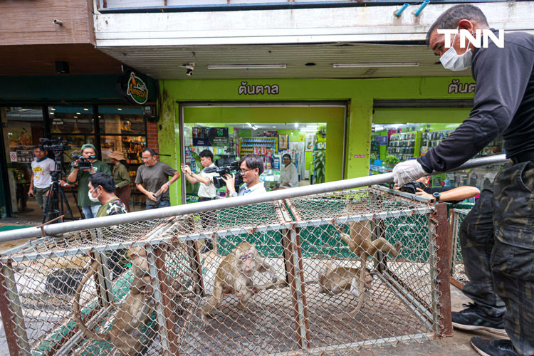 ลิงลพบุรี -- เจ้าบ้านเก่า ที่กลายเป็นแขกไม่ได้รับเชิญ ลิงลพบุรี -- เจ้าบ้านเก่า ที่กลายเป็นแขกไม่ได้รับเชิญ