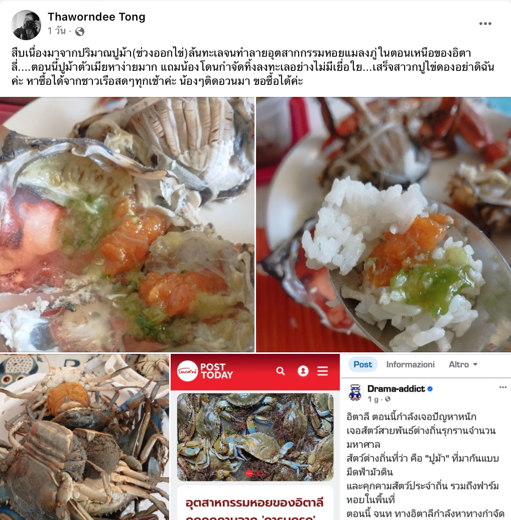 ปูม้าบุกอิตาลี! ไม่รอดคนไทยลองแล้ว เนื้อแน่น หวาน ไข่เต็มท้อง ปูม้าบุกอิตาลี! ไม่รอดคนไทยลองแล้ว เนื้อแน่น หวาน ไข่เต็มท้อง
