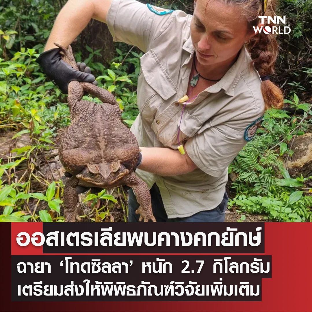 พบคางคกยักษ์ หนัก 2.7 กิโลกรัม จนได้ฉายา ‘โทดซิลลา’