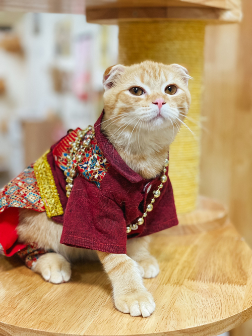 ลอยกระทงปี 64 จัดกิจกรรมประกวด หนูน้อยนพแมว ชิงมงกุฎทองล้อมเพชร
