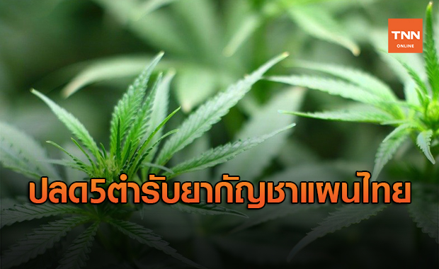 ปลด 5 ตำรับยากัญชาแผนไทยออกจากบัญชีตำรับยาเสพติด 