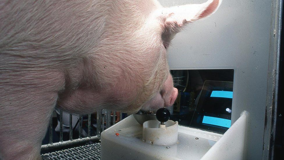 นักวิจัยพบ หมูสามารถบังคับจอยเล่นเกมได้ด้วยจมูกของมัน!