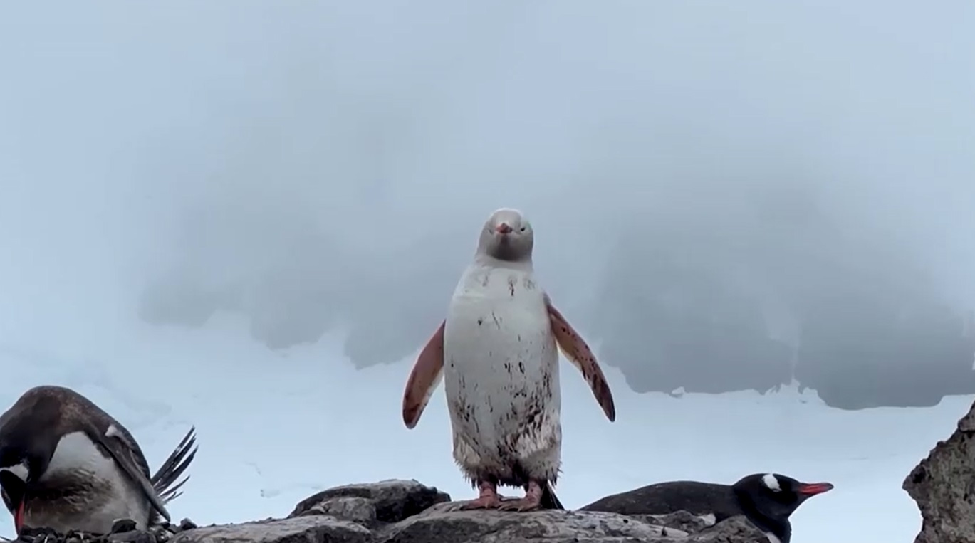 เปิดภาพ เพนกวินด่างหายาก ถูกพบในแถบขั้วโลกใต้ของชิลี