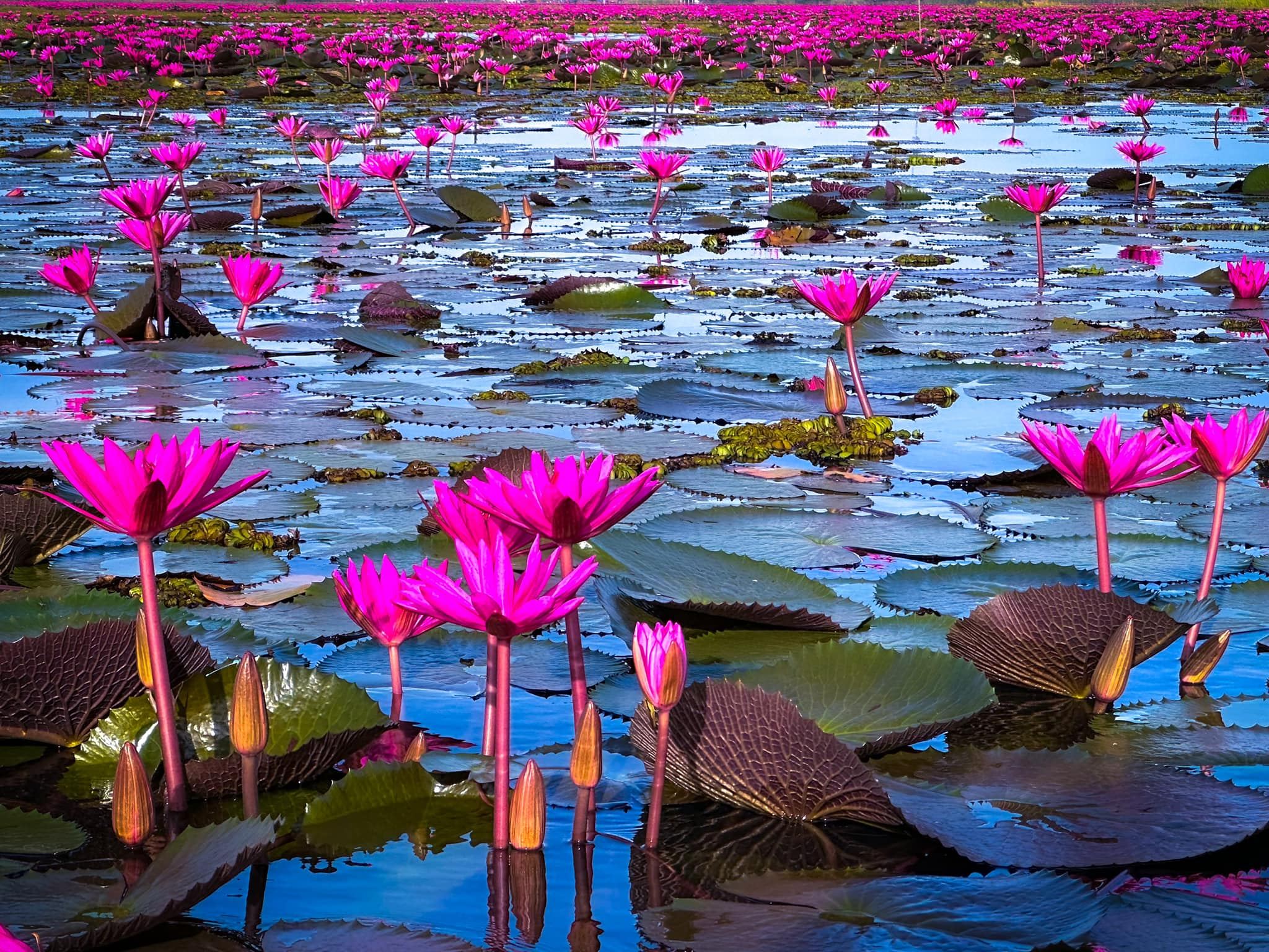 ฤดูหนาว “ทะเลบัวแดง” อุดรธานี บานสะพรั่งทั่วบึงบนพื้นที่กว่าหมื่นไร่