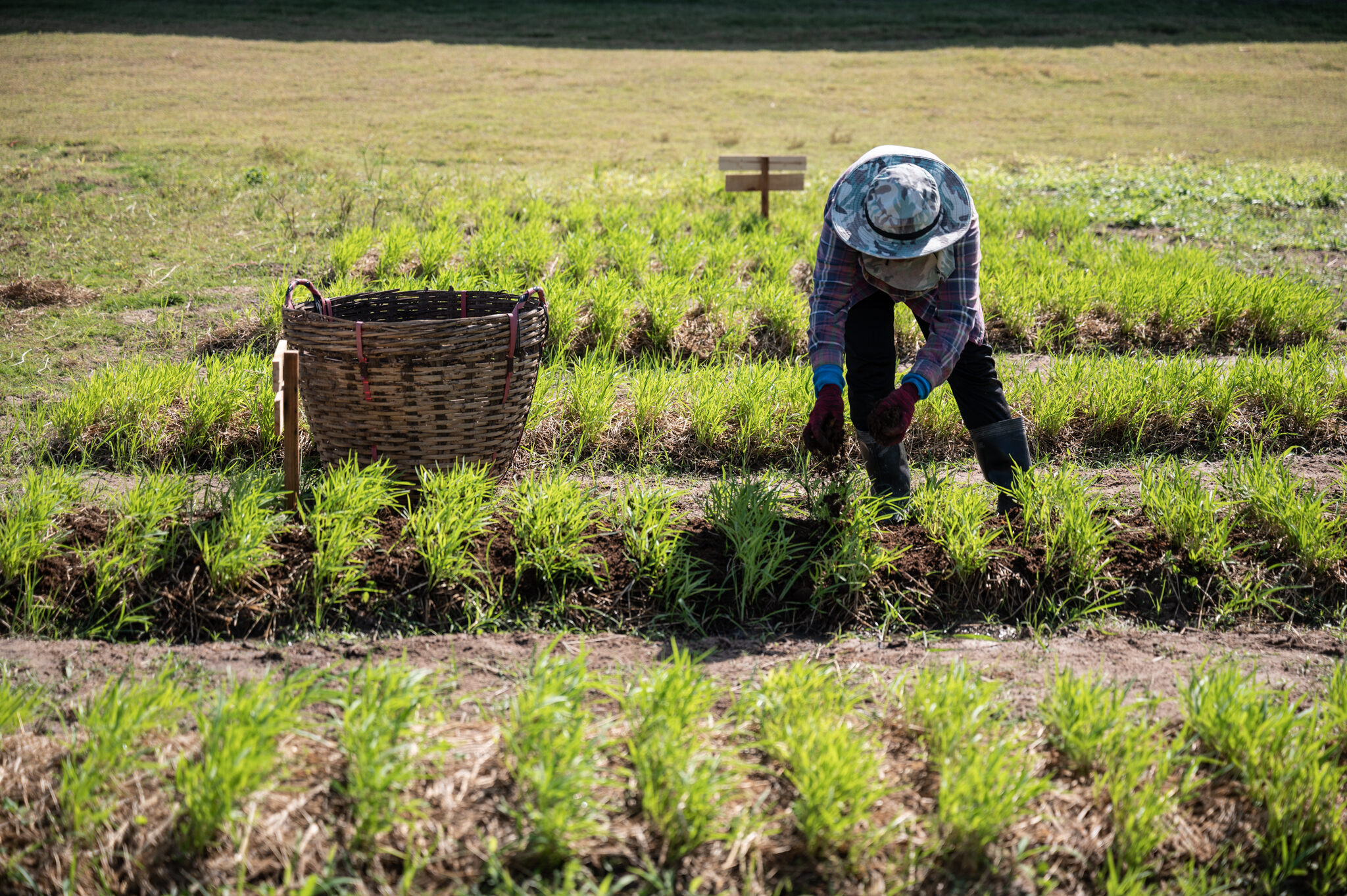 เนสเพรสโซจับมือวันเดอร์ฟรุ๊ต จัดกิจกรรม Nespresso x Wonderfruit Rice & Roast: Journey to Sustainable Farming