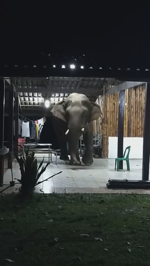 เปิดคลิประทึก!ช้างป่าเขาใหญ่บุกบ้านพักกลางดึกหาอาหารกิน เปิดคลิประทึก!ช้างป่าเขาใหญ่บุกบ้านพักกลางดึกหาอาหารกิน