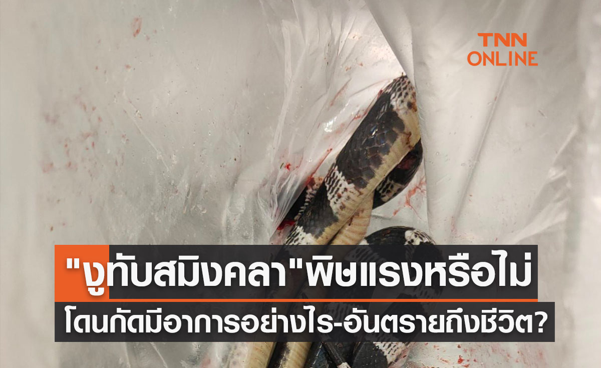 "งูทับสมิงคลา" พิษรุนแรงหรือไม่ โดนกัดมีอาการอย่างไร-อันตรายถึงชีวิต?