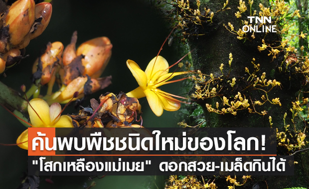 ฮือฮา! นักพฤกษศาสตร์ค้นพบ "โสกเหลืองแม่เมย" พืชชนิดใหม่ของโลก