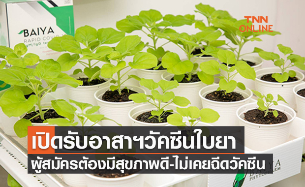เปิดรับสมัคร! อาสาฯทดลอง ‘วัคซีนใบยา’ ระยะที่ 1 ย้ำต้องมีสุขภาพดี