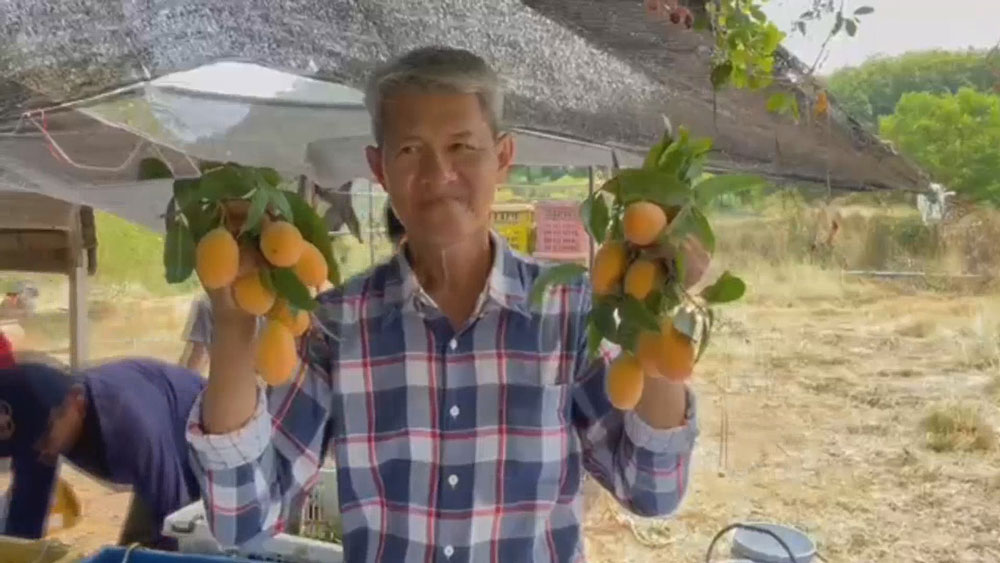 มะยงชิดพิจิตร ใหญ่ หวาน กรอบ ของดีเมืองไทย ขายดีจนหมดเกลี้ยง มะยงชิดพิจิตร ใหญ่ หวาน กรอบ ของดีเมืองไทย ขายดีจนหมดเกลี้ยง