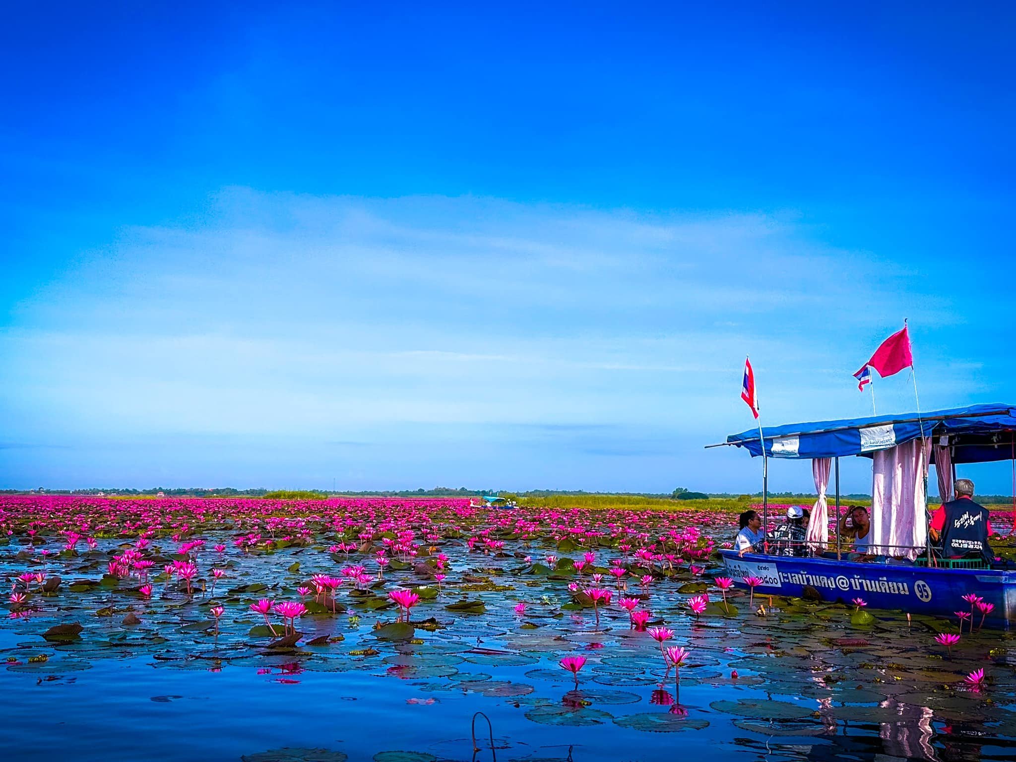 ฤดูหนาว “ทะเลบัวแดง” อุดรธานี บานสะพรั่งทั่วบึงบนพื้นที่กว่าหมื่นไร่