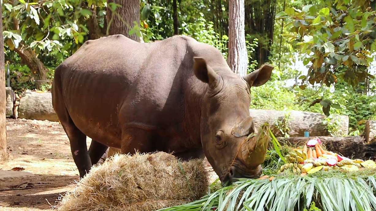 วันแรดโลก (World Rhino Day) 22 กันยายน
