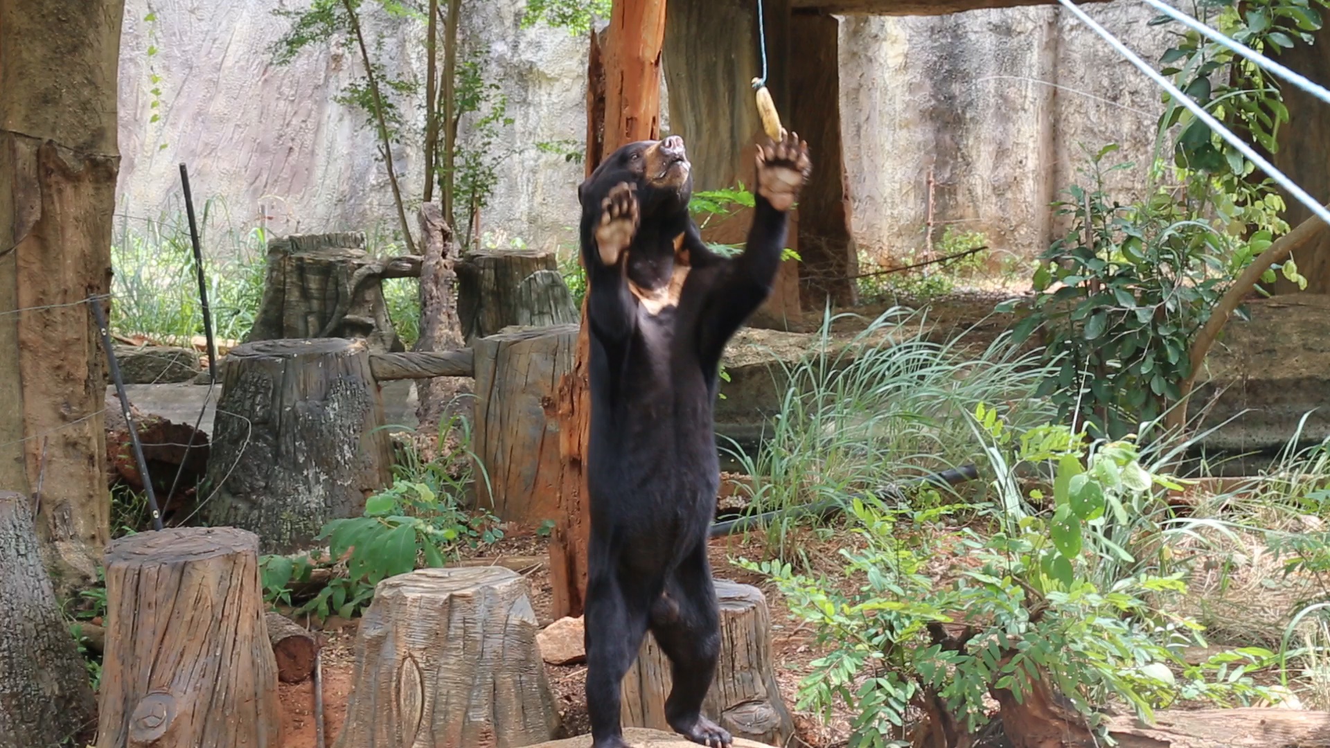ไขปริศนาไวรัล! “หมีหมายืน 2 ขา” ต่างชาติถกสนั่น! มีคนอยู่ข้างในใช่ไหม? ไขปริศนาไวรัล! “หมีหมายืน 2 ขา” ต่างชาติถกสนั่น! มีคนอยู่ข้างในใช่ไหม?