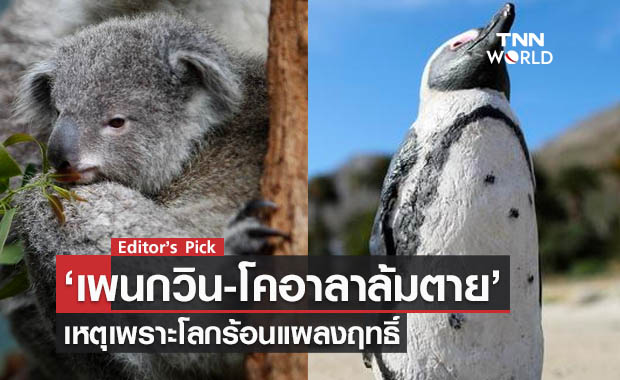 เพนกวิน-โคอาลาล้มตาย เหตุเพราะโลกร้อนแผลงฤทธิ์