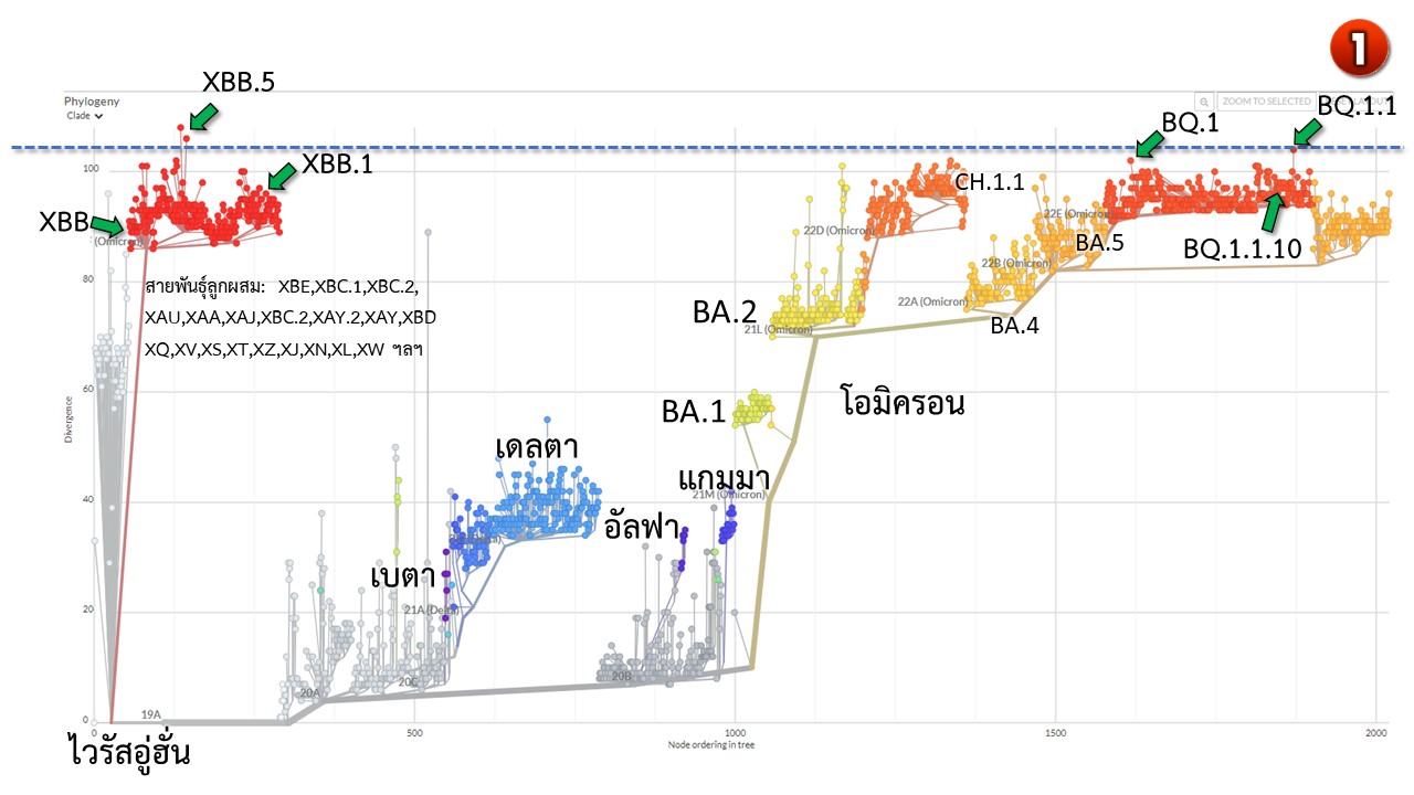 โอมิครอนลูกผสม XBB แซงโค้งขึ้นครองอันดับ 1 หลบภูมิ แพร่เชื้อ ดื้อยา