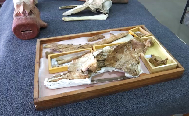 นักวิทย์พบฟอสซิล วาฬสี่ขา อายุ 43 ล้านปีในอียิปต์