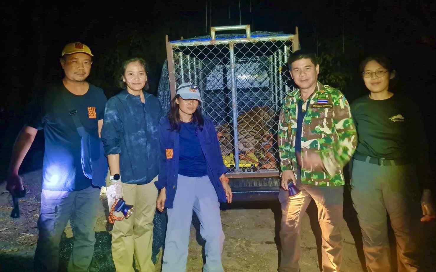 จับได้แล้ว! ยิงยาสลบเสือโคร่ง “บะลาโกล” สิ้นฤทธิ์หลังกินหมูชาวบ้าน
