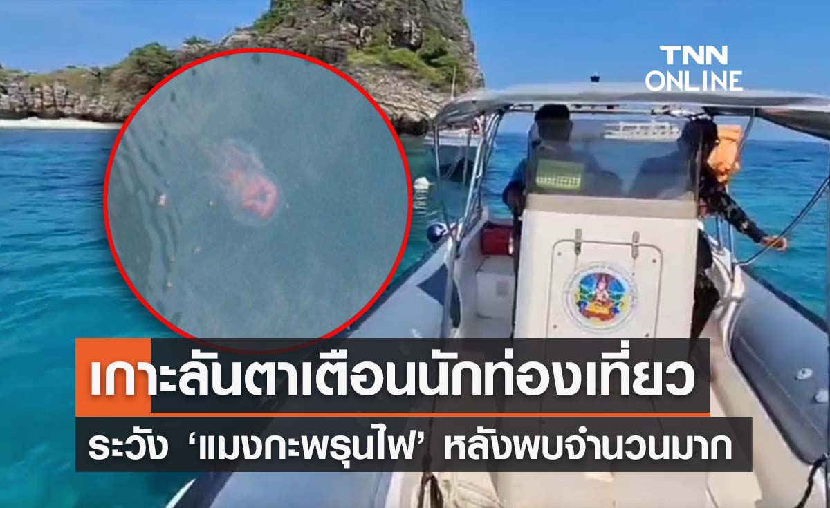 เกาะลันตาเตือน ‘แมงกะพรุนไฟ’ ลอยทะเลจำนวนมาก นทท. ต้องระวัง