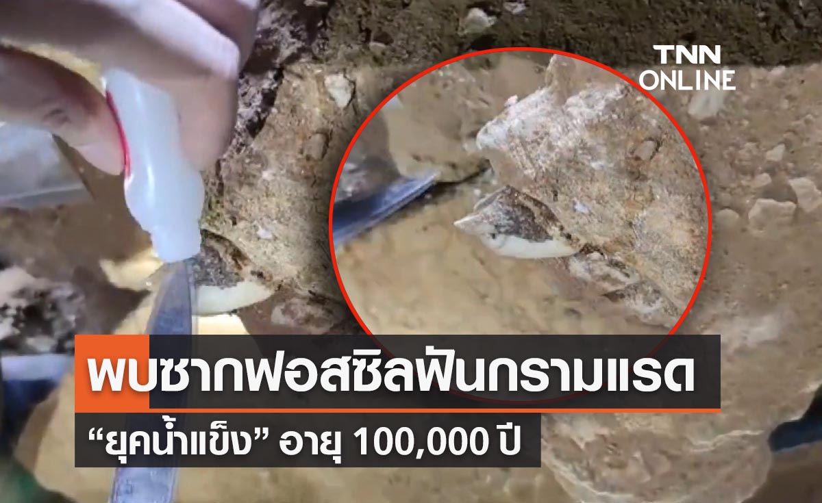 กระบี่พบซากฟอสซิล "ฟันกรามแรด" ยุคน้ำแข็ง อายุ 100,000 ปี