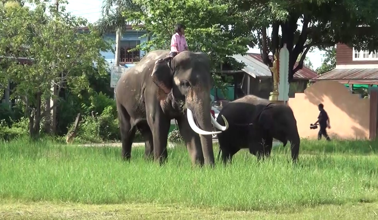 ‘น้องปูเป้’ ขี่ช้างไปเรียนดังไกลต่างแดน สื่อญี่ปุ่นติดต่อขอทำรายการ ‘น้องปูเป้’ ขี่ช้างไปเรียนดังไกลต่างแดน สื่อญี่ปุ่นติดต่อขอทำรายการ