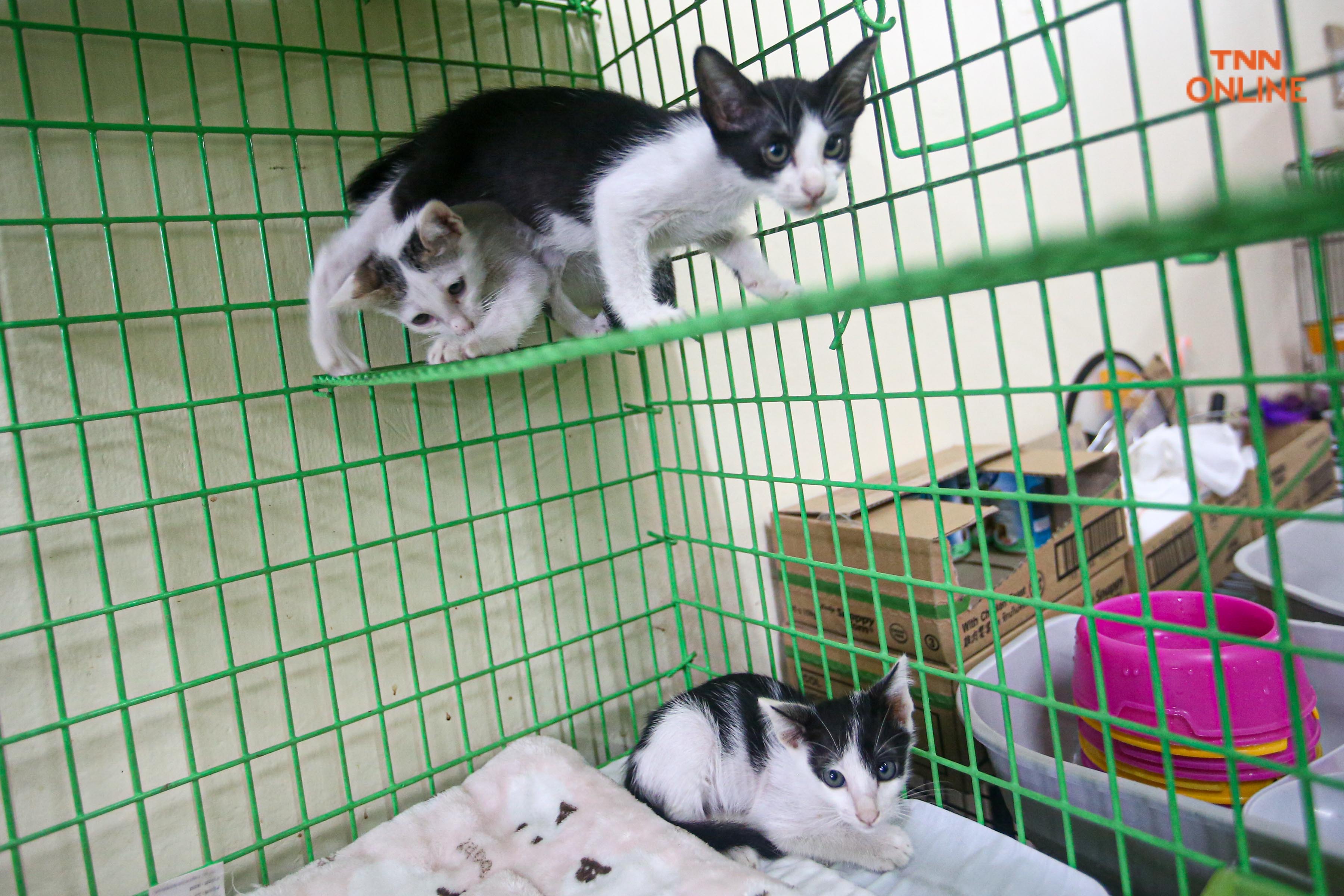  “Catster by Kingdomoftigers” จุดพักพิงแมวจรก่อนส่งต่อสู่บ้านใหม่