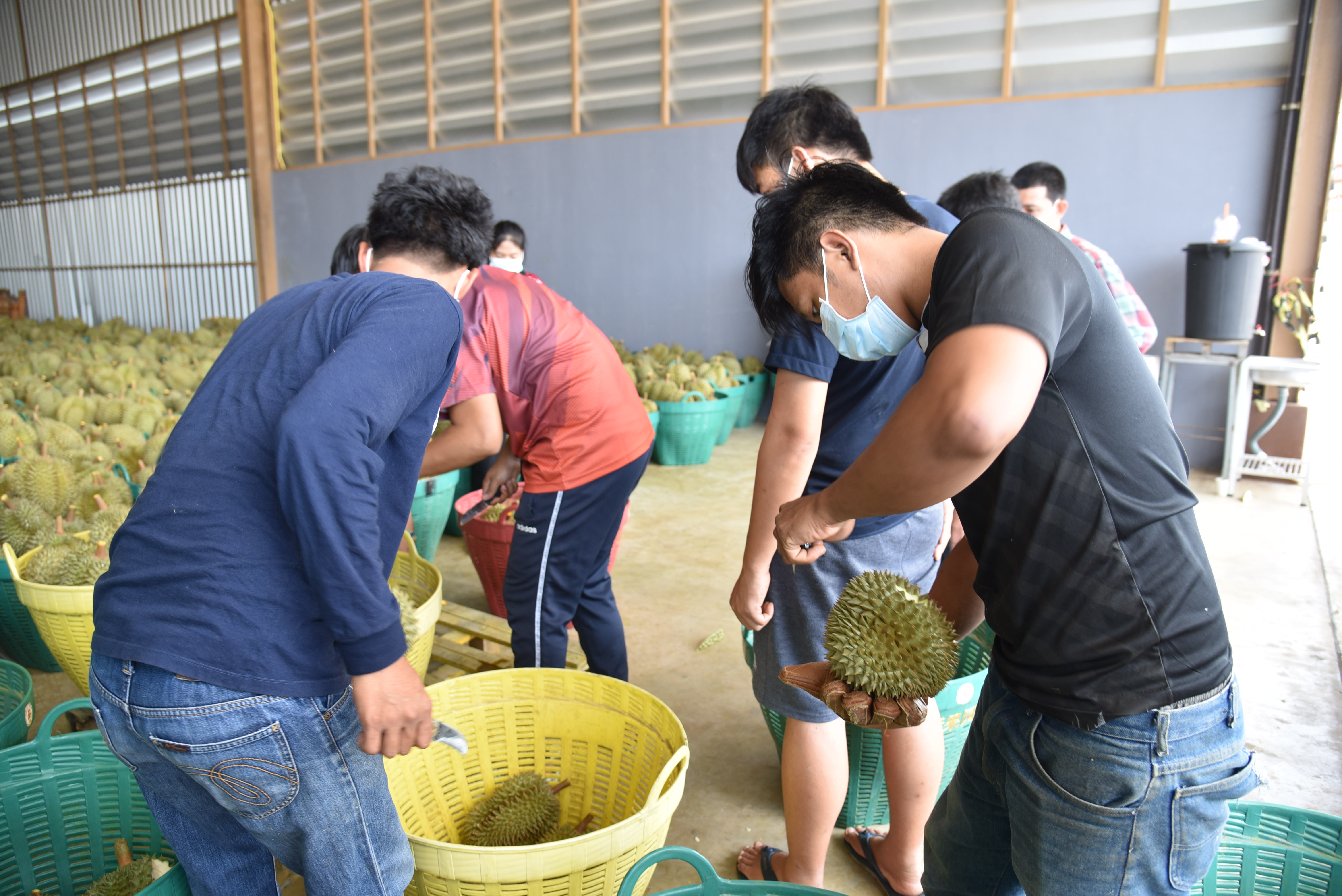 จันทบุรี ตรวจเข้มทุเรียนด้วยคุณภาพ ก่อนส่งออกตลาดต่างประเทศ จันทบุรี ตรวจเข้มทุเรียนด้วยคุณภาพ ก่อนส่งออกตลาดต่างประเทศ