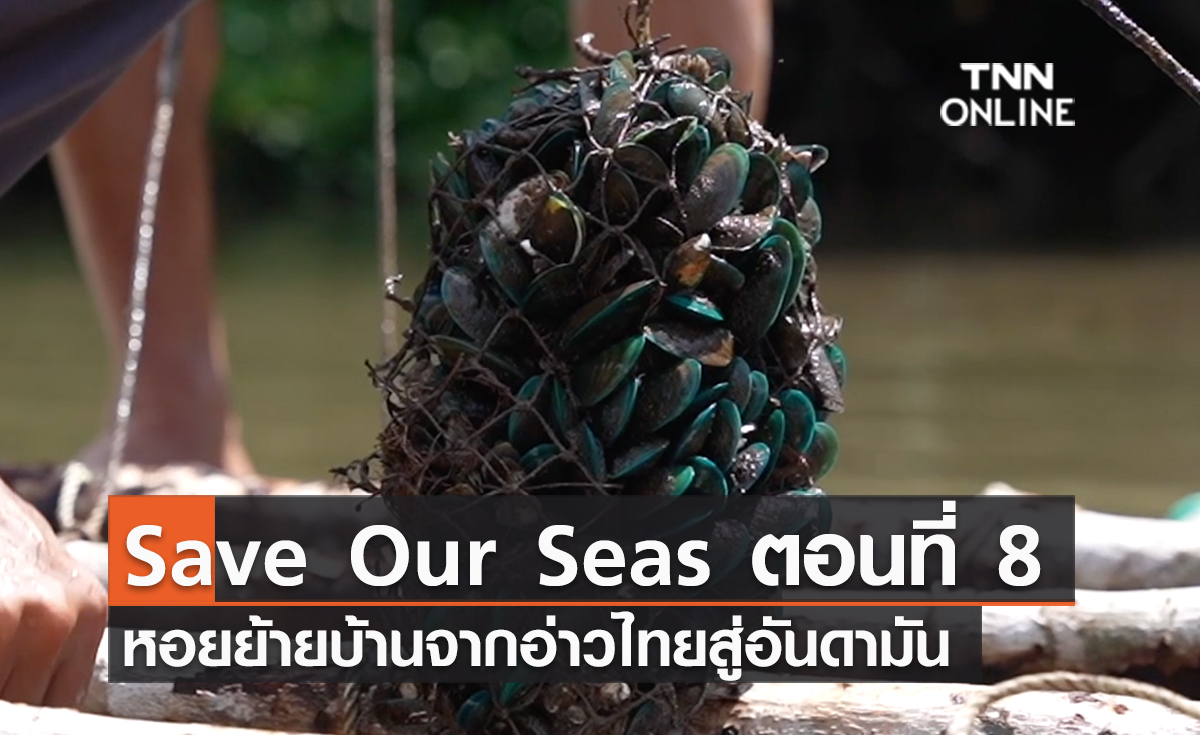 (คลิป) Save Our Seas ตอนที่ 8 หอยย้ายบ้านจากอ่าวไทยสู่อันดามัน