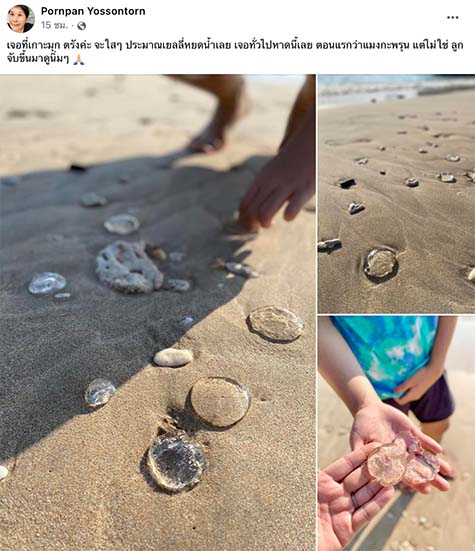 สาวเจอก้อนใสบนชายหาด ชาวเน็ตสงสัยนี่ตัวอะไร - ใช่แมงกะพรุนหรือไม่? สาวเจอก้อนใสบนชายหาด ชาวเน็ตสงสัยนี่ตัวอะไร - ใช่แมงกะพรุนหรือไม่?
