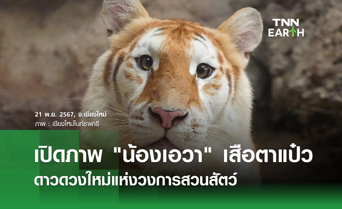 เปิดภาพ "น้องเอวา" เสือตาแป๋ว ดาวดวงใหม่แห่งวงการสวนสัตว์