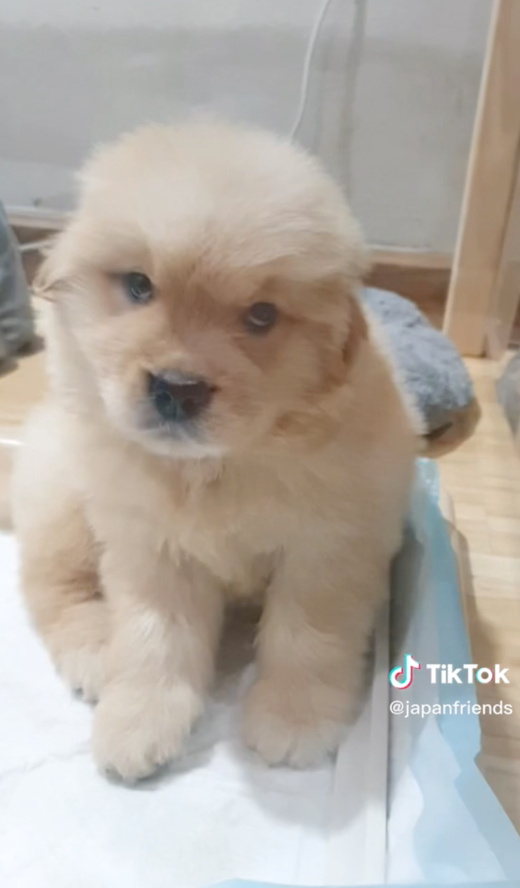 รู้จัก “จุ๊มเหม่งมีอะไร” หมาโกลเด้นสุดฮอต ชาวเน็ตช็อตฟีลน้องพูดไม่ได้ รู้จัก “จุ๊มเหม่งมีอะไร” หมาโกลเด้นสุดฮอต ชาวเน็ตช็อตฟีลน้องพูดไม่ได้