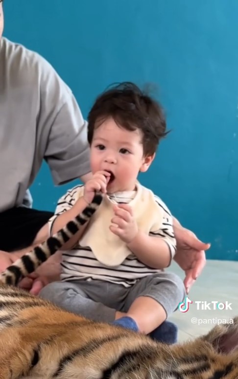 ปุ้มปุ้ย อวดโมเมนต์สุดน่ารัก น้องไซอัลบลู ทำพีคจัด เจอเสือครั้งแรก! ปุ้มปุ้ย อวดโมเมนต์สุดน่ารัก น้องไซอัลบลู ทำพีคจัด เจอเสือครั้งแรก!