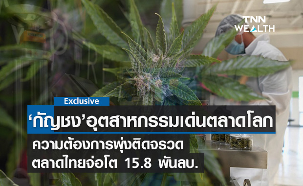 กัญชง อุตสาหกรรมเด่นตลาดโลก-ไทยจ่อโตติดจรวด 15.8 พันล้านบาทใน 5 ปี
