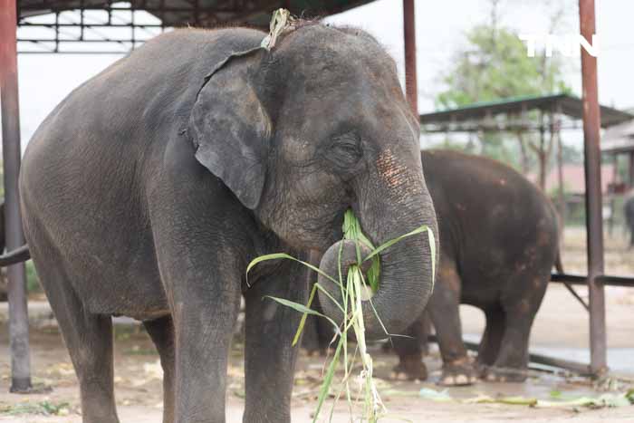 “วันช้างไทย” แลเพนียด ทำบุญ-เลี้ยงอาหารช้าง เพื่อเป็นสิริมงคล “วันช้างไทย” แลเพนียด ทำบุญ-เลี้ยงอาหารช้าง เพื่อเป็นสิริมงคล