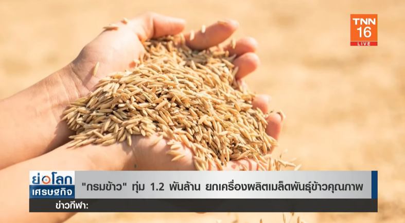 กรมข้าว ทุ่ม 1.2 พันล้าน ยกเครื่องผลิตเมล็ดพันธุ์ข้าวคุณภาพ! กรมข้าว ทุ่ม 1.2 พันล้าน ยกเครื่องผลิตเมล็ดพันธุ์ข้าวคุณภาพ!