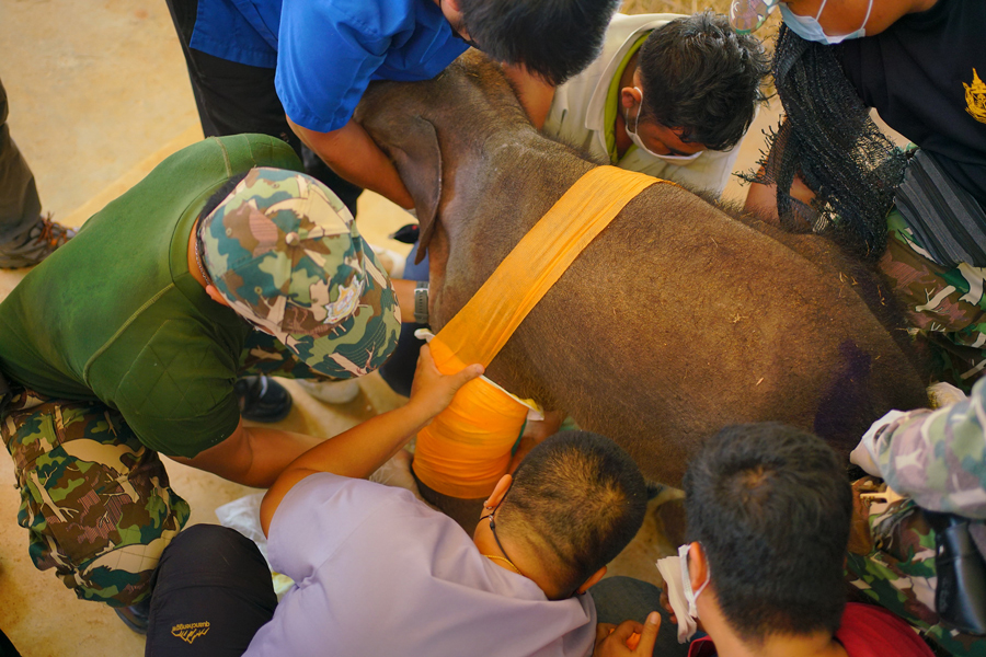 พังฟ้าใส อาการเริ่มเป็นปกติ แต่สัตวแพทย์ยังต้องล้างแผลทุกวัน