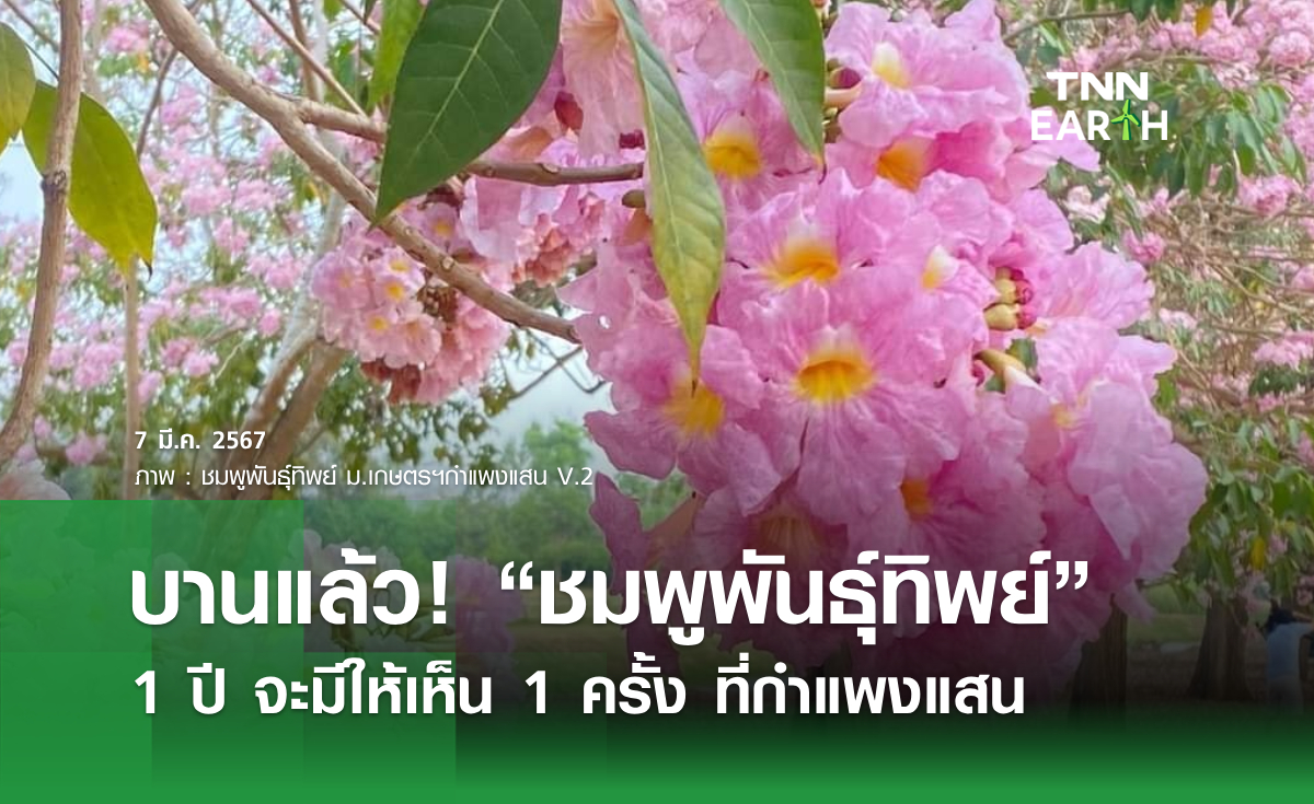 บานแล้ว! “ชมพูพันธุ์ทิพย์” กำแพงแสน 1 ปี จะมีให้เห็น 1 ครั้ง