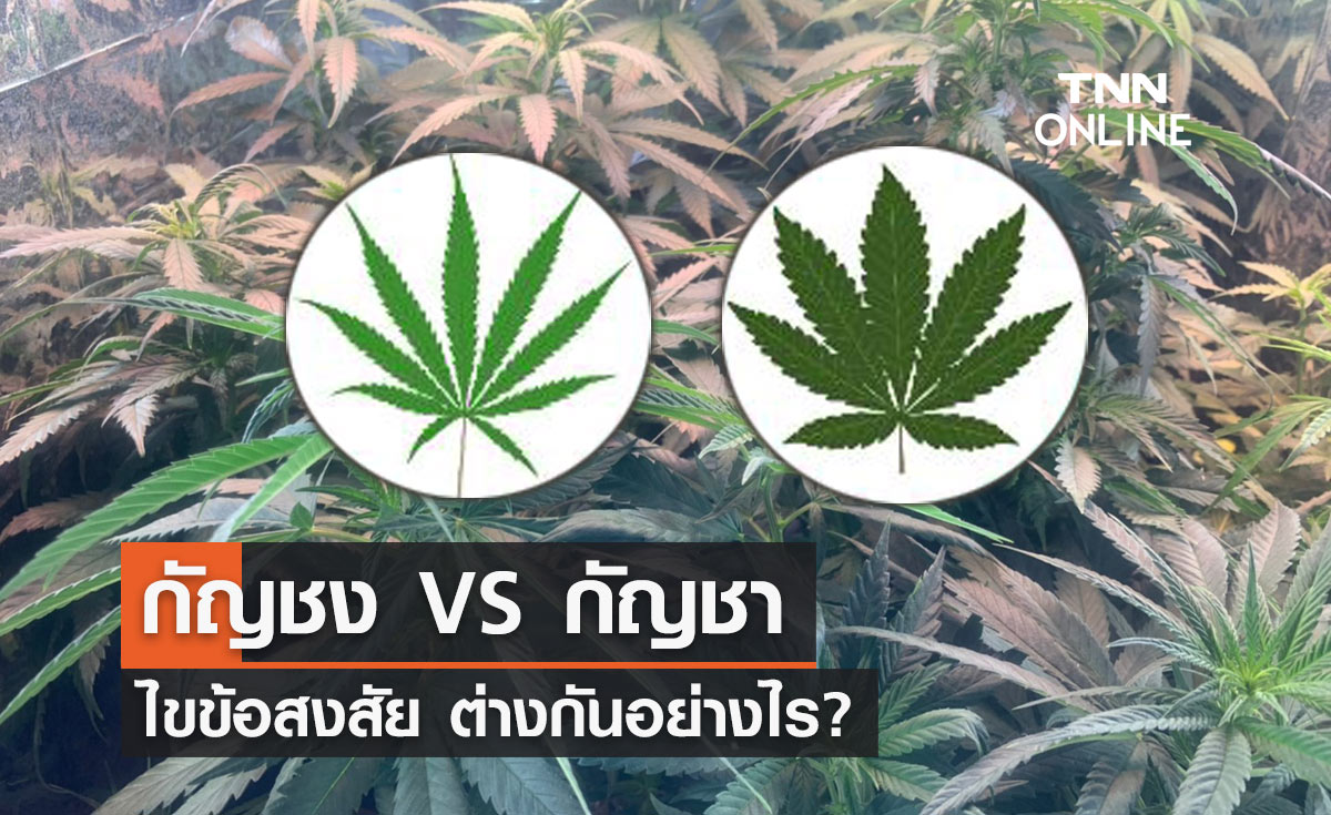  ปลดล็อกกัญชา ไขข้อสงสัย "กัญชง - กัญชา" ต่างกันอย่างไร?