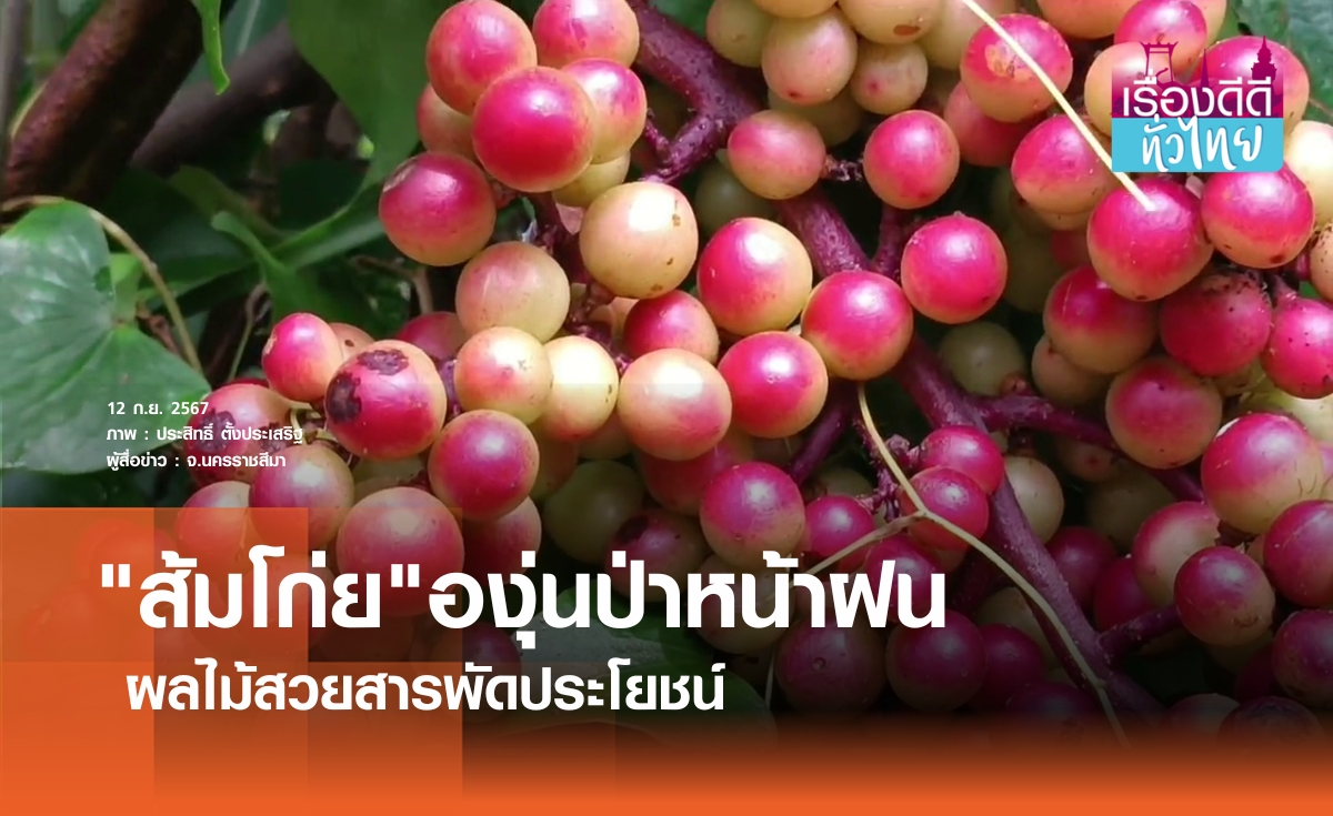 "ส้มโก่ย"องุ่นป่าหน้าฝน สารพัดประโยชน์ | เรื่องดีดีทั่วไทย