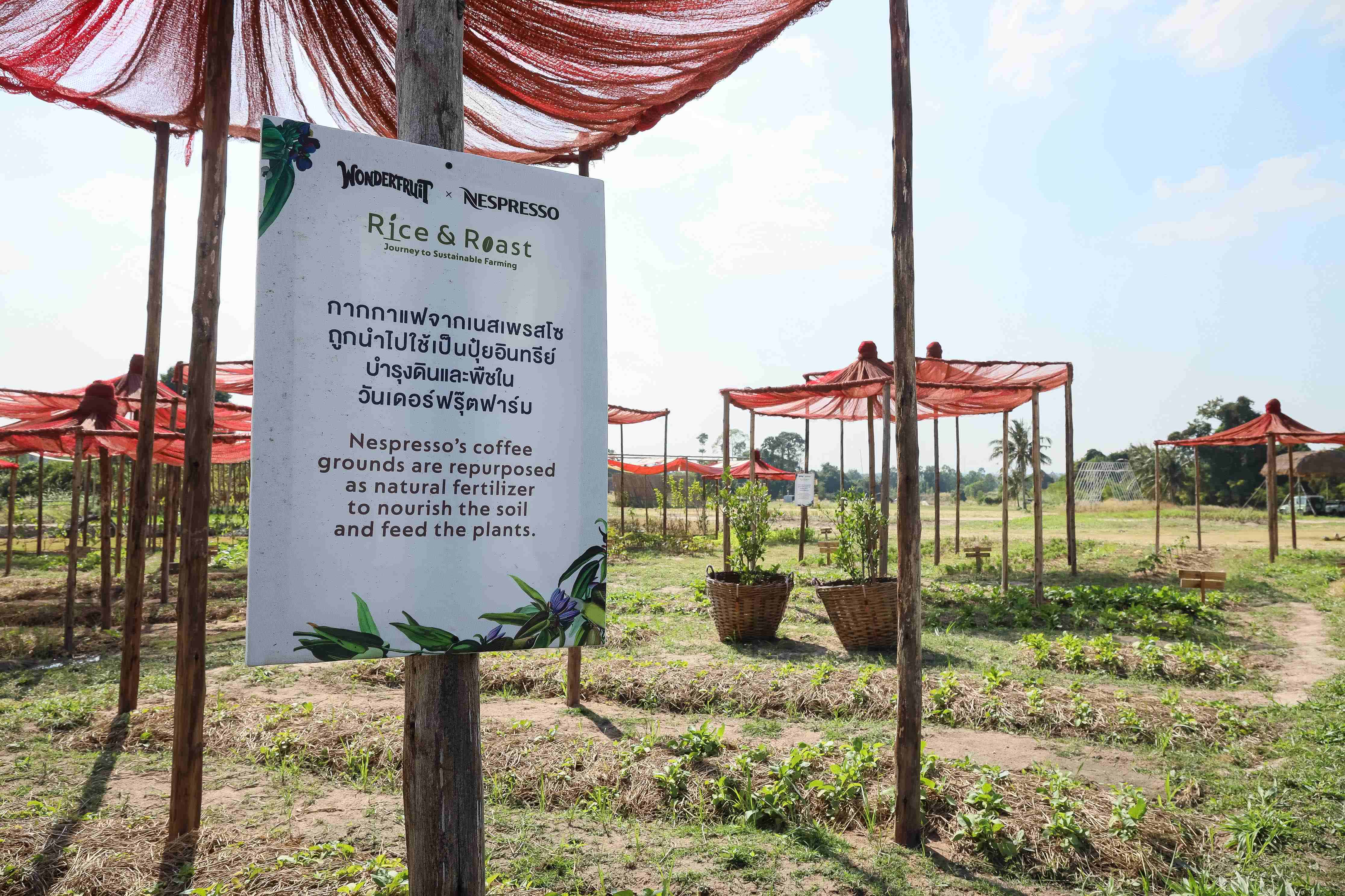 เนสเพรสโซจับมือวันเดอร์ฟรุ๊ต จัดกิจกรรม Nespresso x Wonderfruit Rice & Roast: Journey to Sustainable Farming