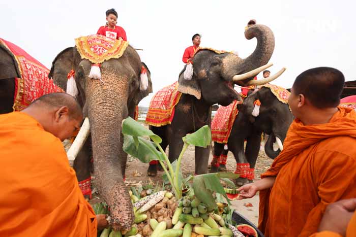 “วันช้างไทย” แลเพนียด ทำบุญ-เลี้ยงอาหารช้าง เพื่อเป็นสิริมงคล “วันช้างไทย” แลเพนียด ทำบุญ-เลี้ยงอาหารช้าง เพื่อเป็นสิริมงคล