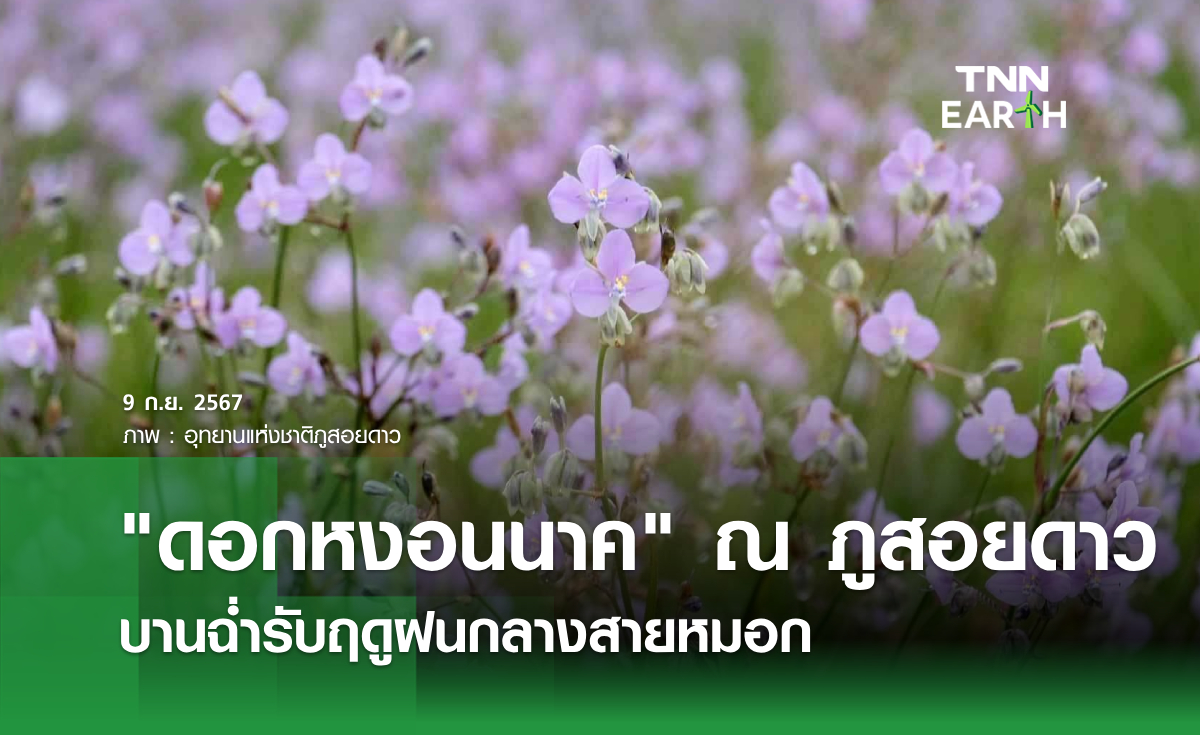 "ดอกหงอนนาค" ณ ภูสอยดาว บานฉ่ำรับฤดูฝนกลางสายหมอก
