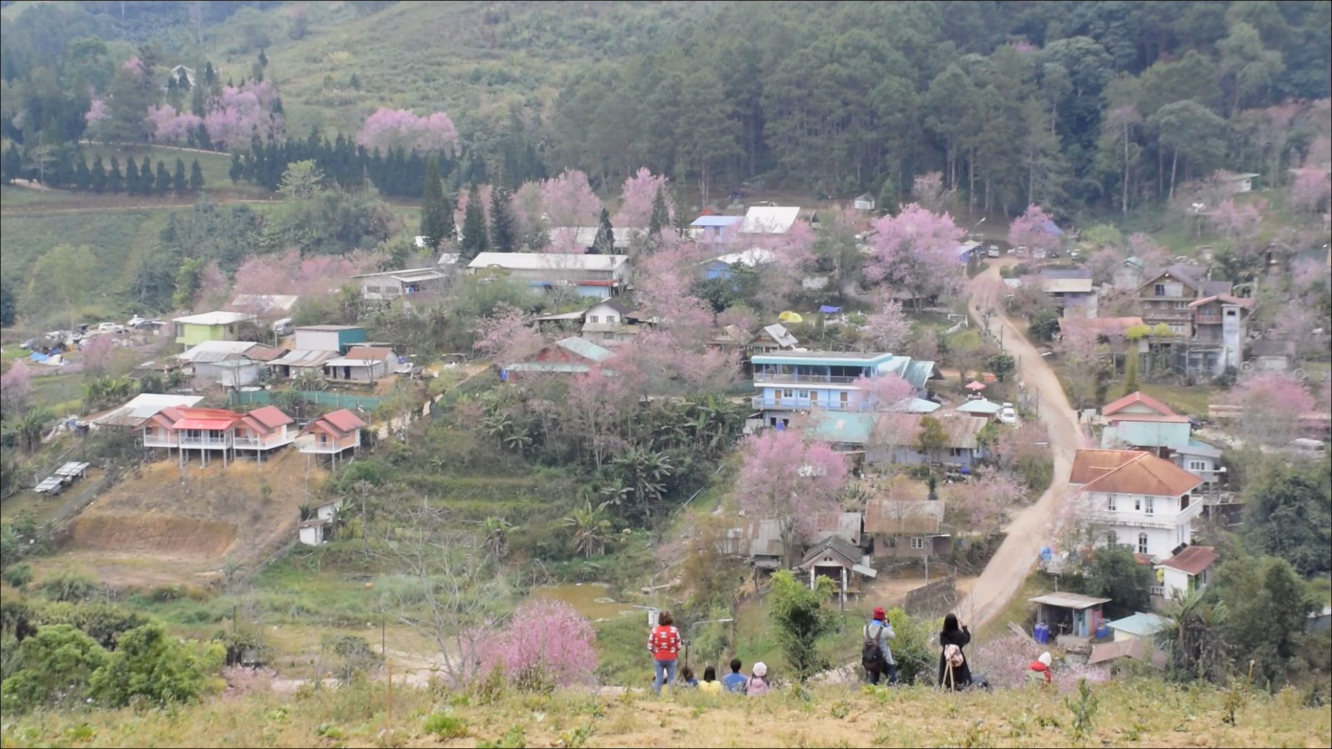 เปิดภาพ ซากุระเมืองไทย บ้านใหม่ร่องกล้า - ภูลมโล