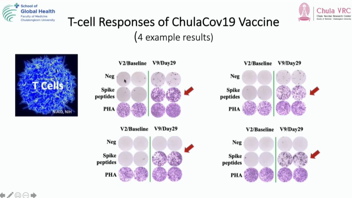 จุฬาฯ เผยผลทดสอบวัคซีน ChulaCov-19 ป้องกันโควิดได้ 94% ต้านเชื้อ 4 สายพันธุ์