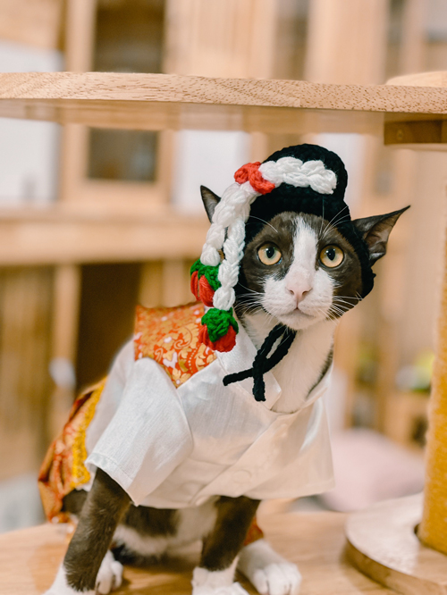 ลอยกระทงปี 64 จัดกิจกรรมประกวด หนูน้อยนพแมว ชิงมงกุฎทองล้อมเพชร