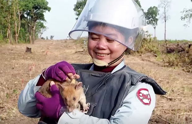 เปิดภาพน่ารัก ‘หนูยักษ์ฮีโร่’ ดมกลิ่นหากับระเบิดในกัมพูชา 