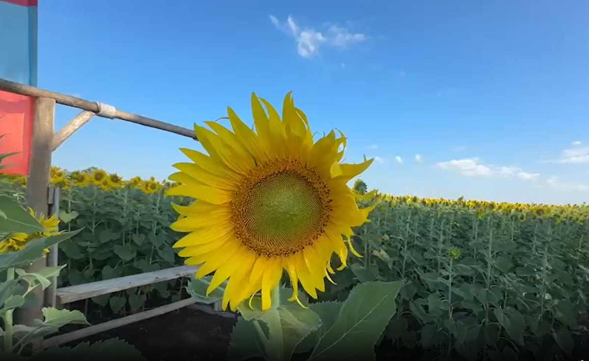 ทุ่งทานตะวัน บานสะพรั่งรับลมหนาวแล้ว