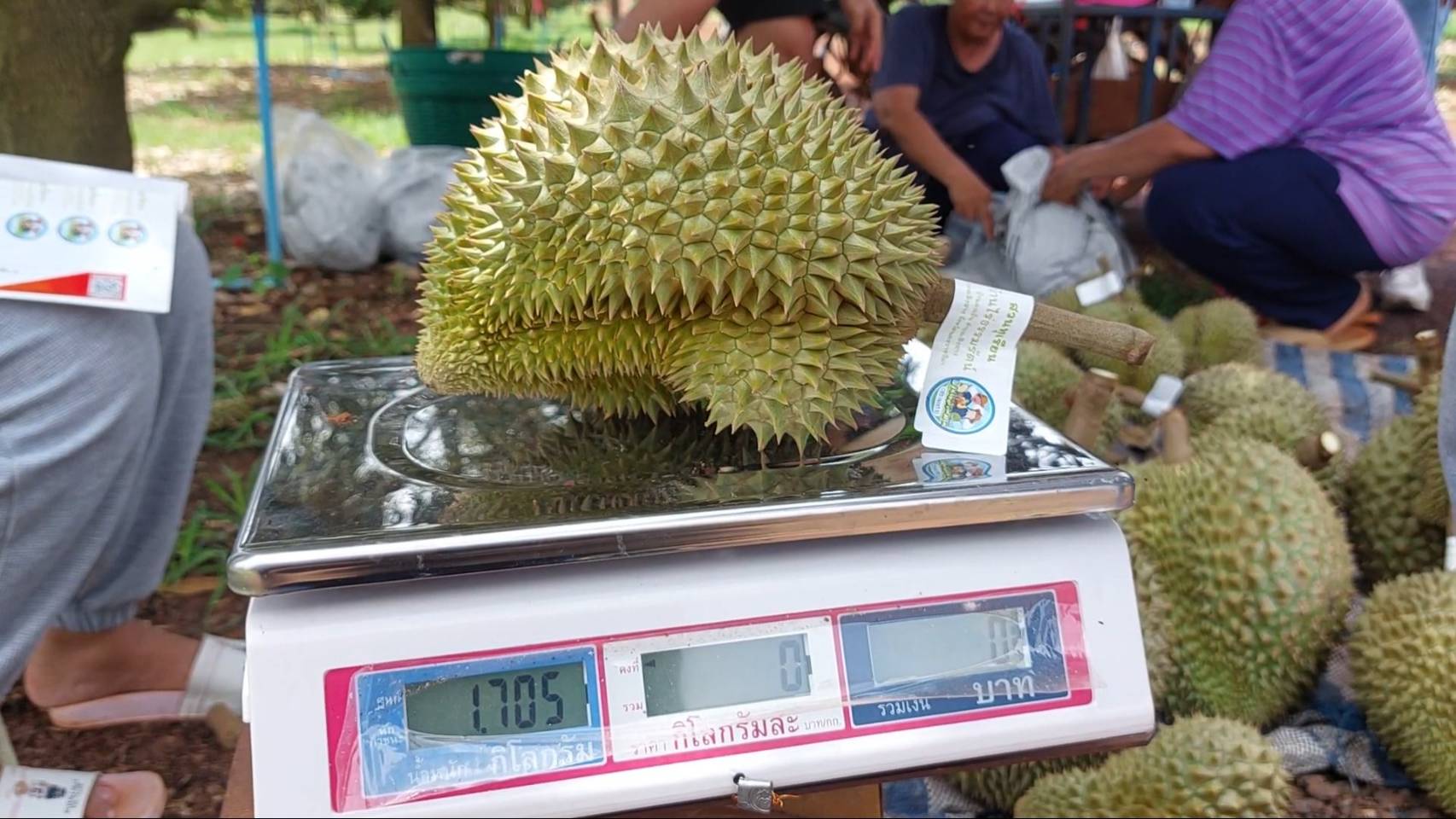 มาแล้ว”ทุเรียนเสิงสาง”  ตอบโจทย์ผู้ที่ไม่ชอบกลิ่นทุเรียน  