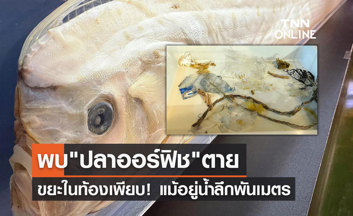 เรื่องเศร้าปลาออร์ฟิชอยู่น้ำลึกพันเมตรลาโลก พบขยะในท้องเพียบ!