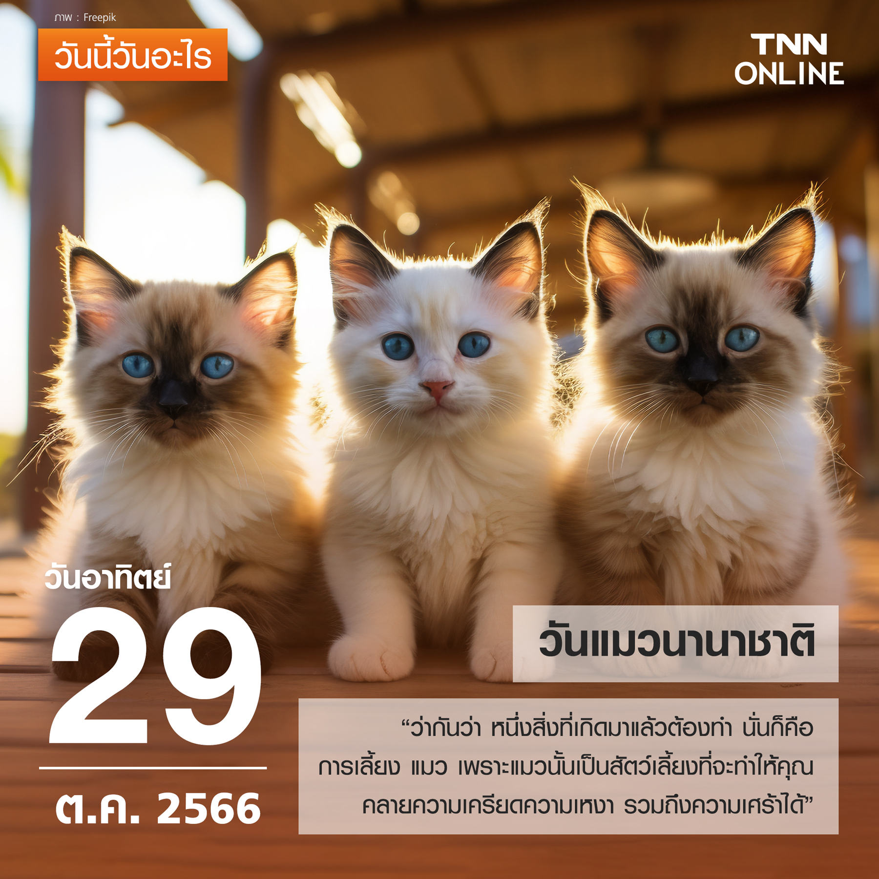 วันนี้วันอะไร 29 ตุลาคม ตรงกับ “วันแมวนานาชาติ” 